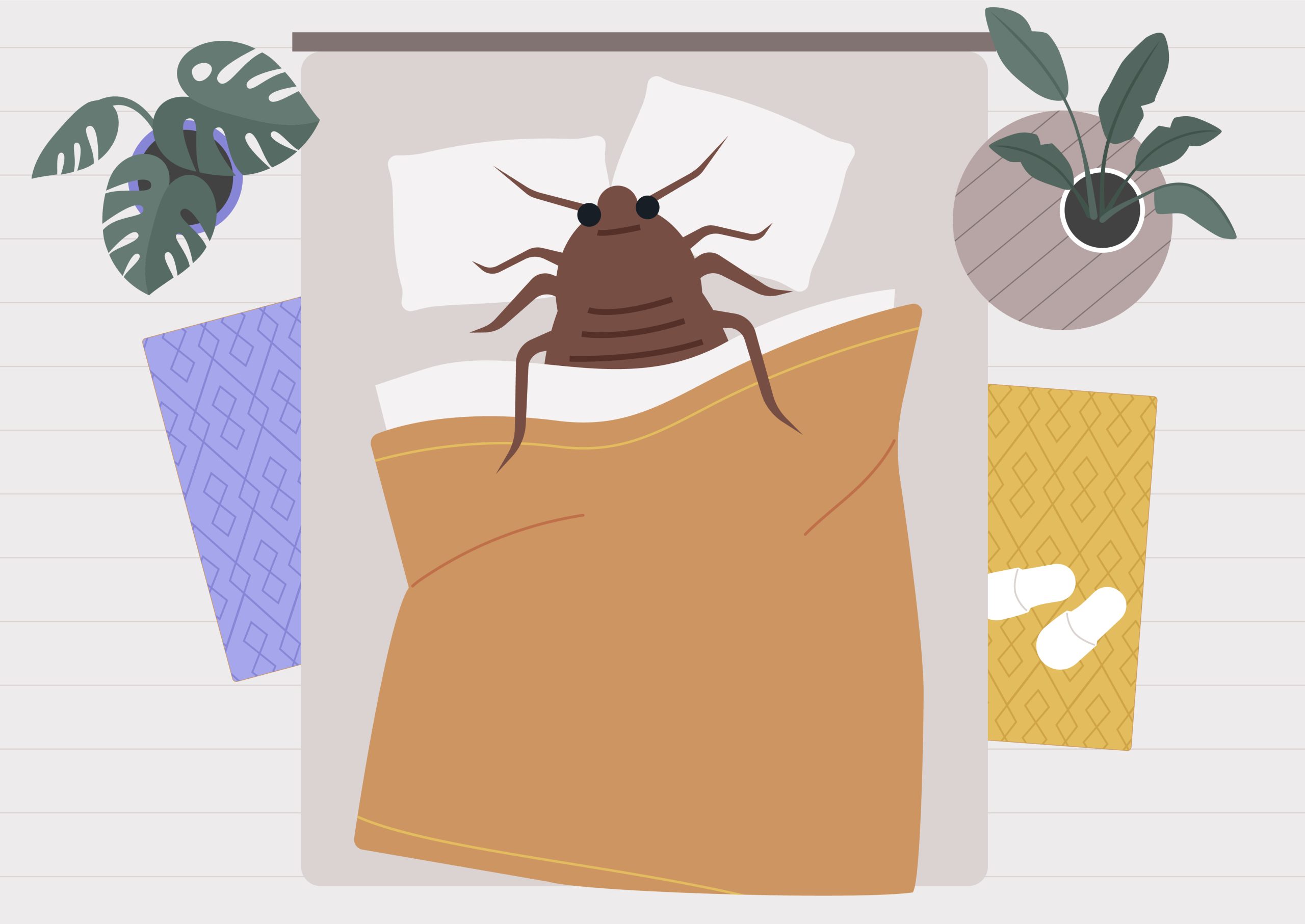 What not to do with bed bugs?