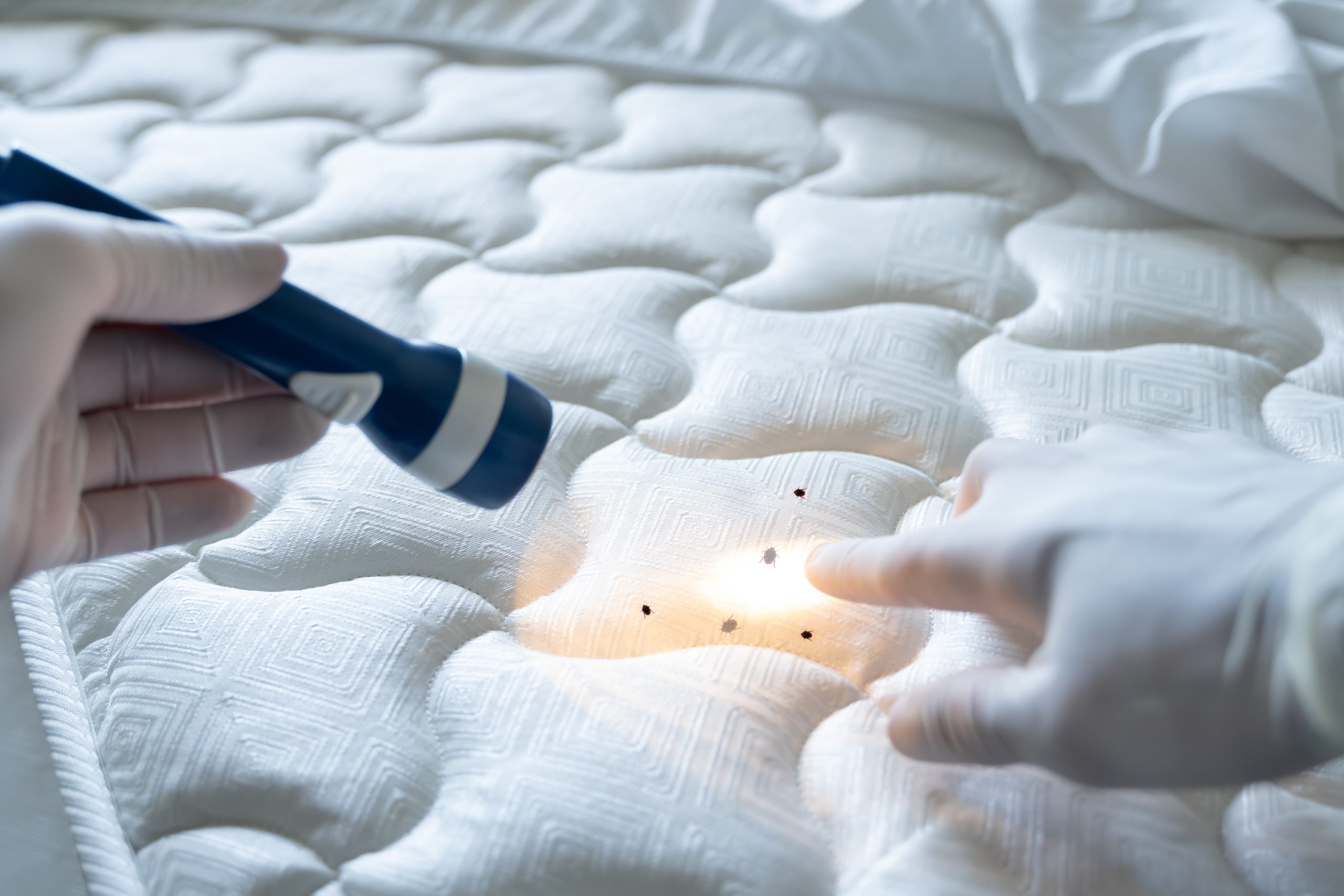 How do you find bed bugs during the day?