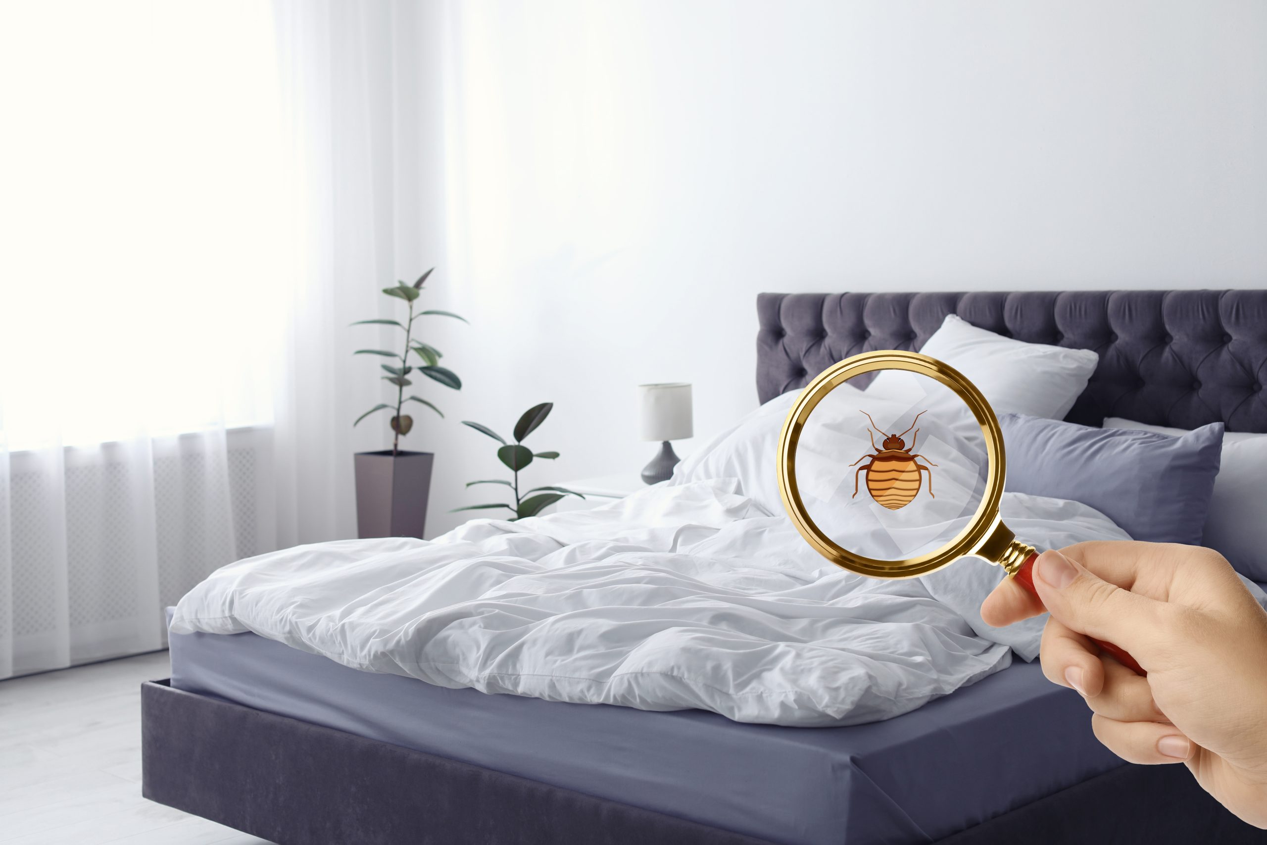 How do you know if you have bed bugs in your mattress?