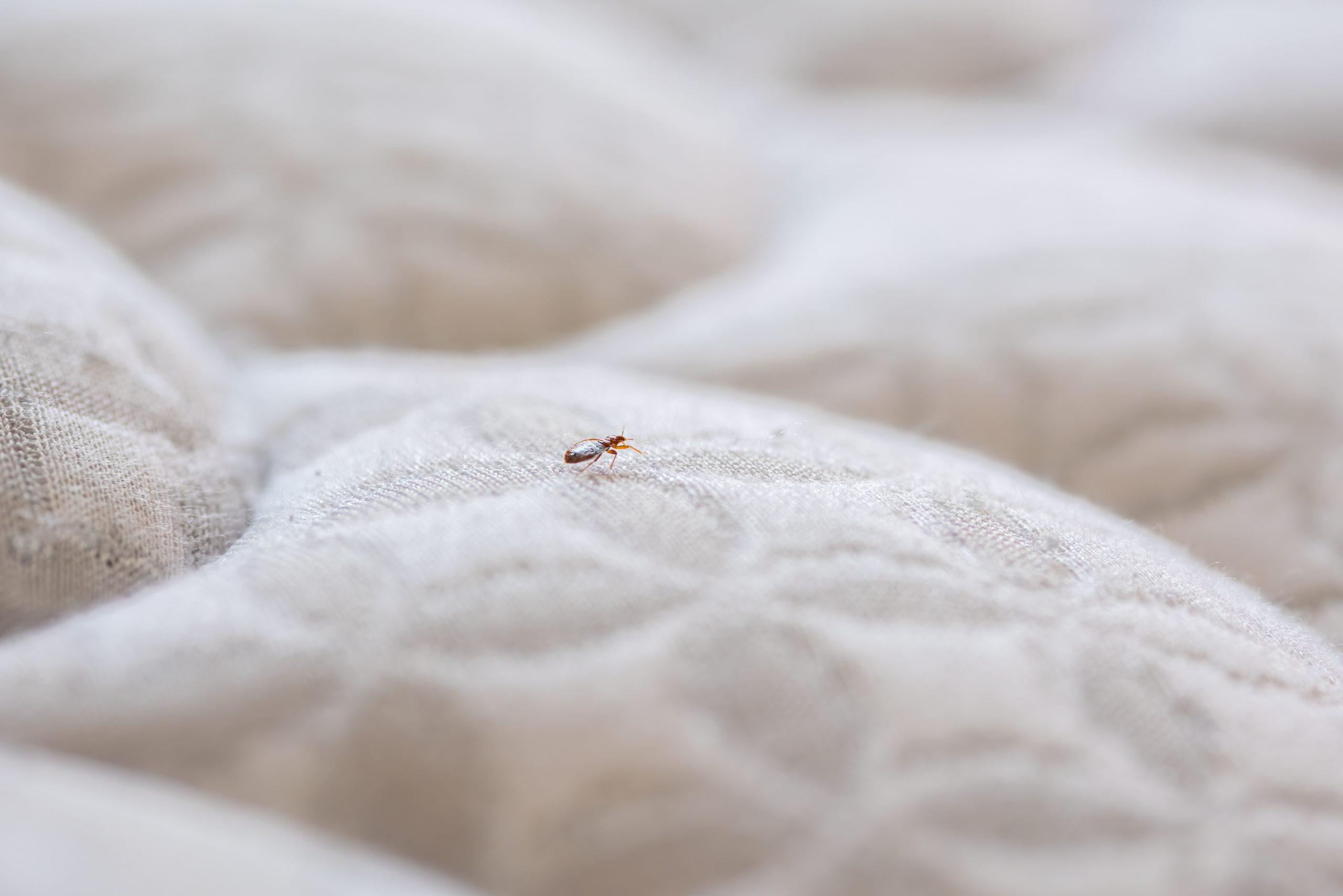 What do bed bug eggs look like on a mattress?